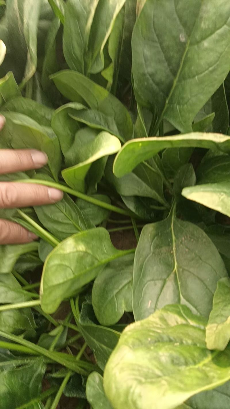 聊城大叶菠菜，聊城菠菜行情，精品菠菜