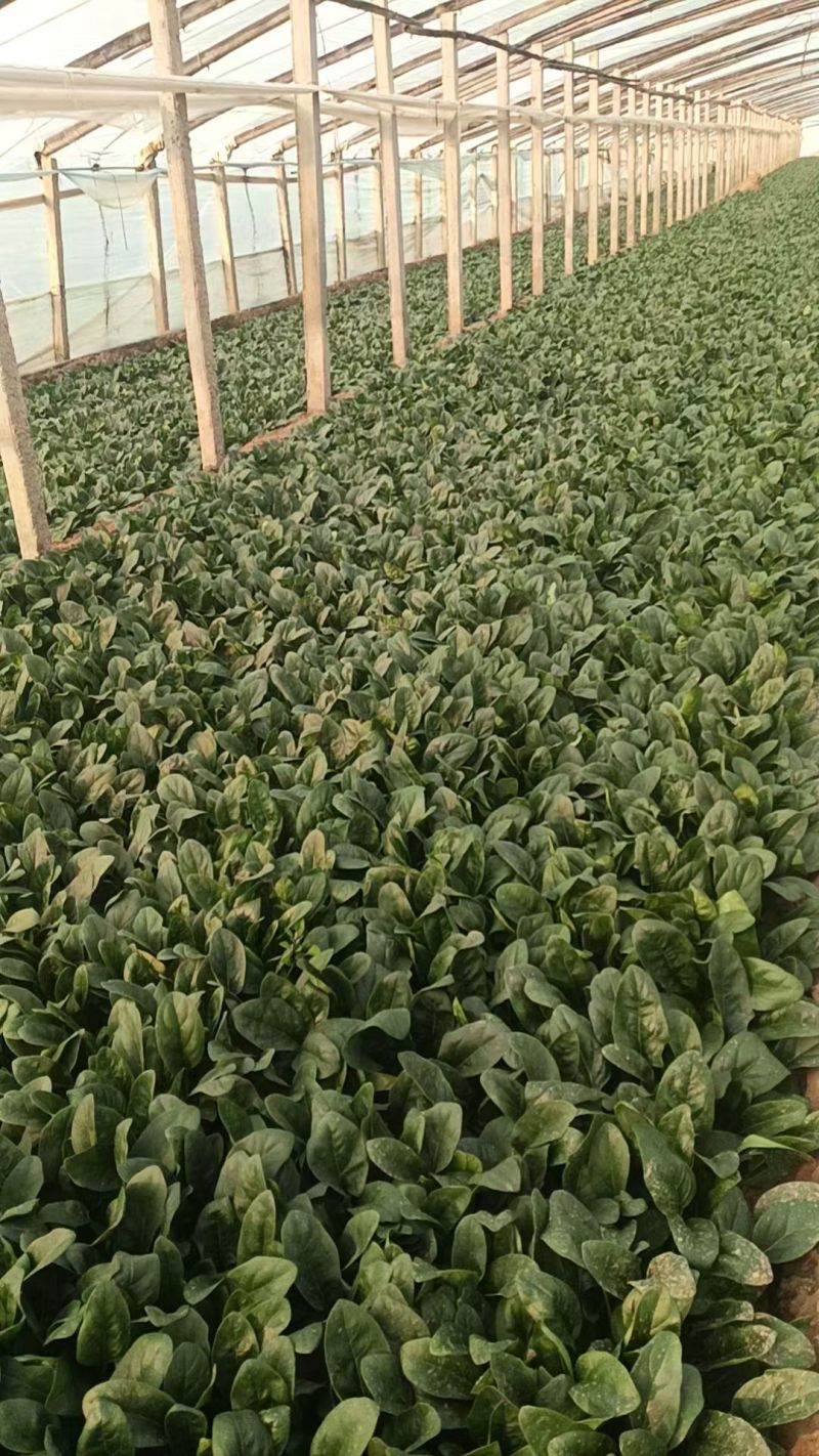 聊城大叶菠菜，聊城菠菜行情，精品菠菜