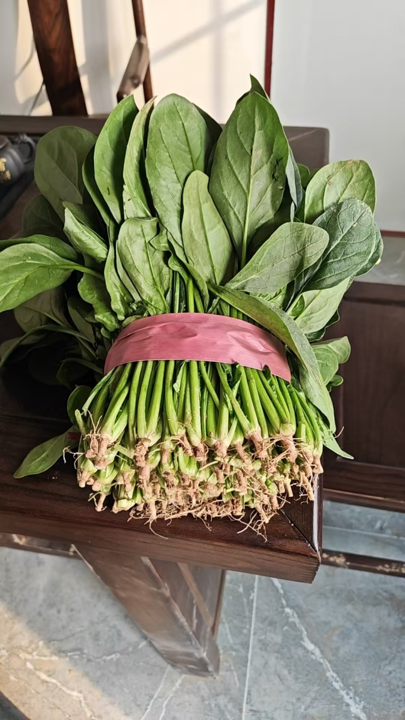 聊城大叶菠菜，聊城菠菜行情，精品菠菜