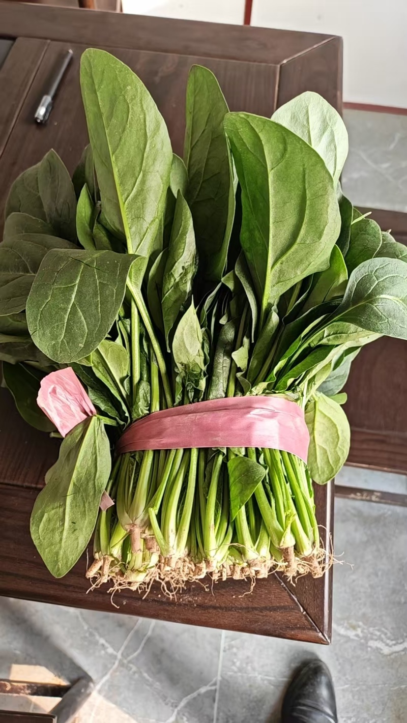 聊城大叶菠菜，聊城菠菜行情，精品菠菜