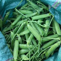 云南一手货源豌豆对接全国市场量大从优欢迎询价热卖全国