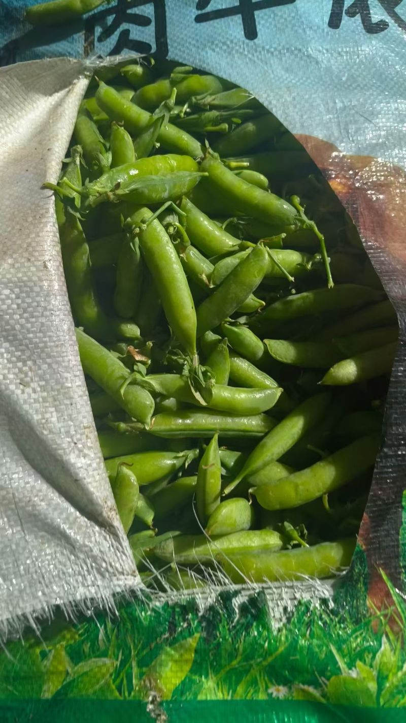 云南一手货源豌豆对接全国市场量大从优欢迎询价热卖全国