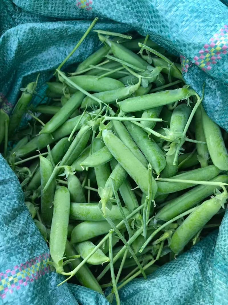云南一手货源豌豆对接全国市场量大从优欢迎询价热卖全国