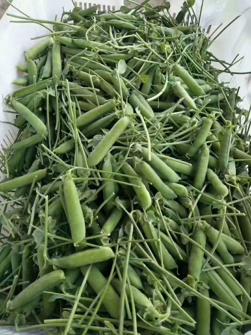 云南一手货源豌豆对接全国市场量大从优欢迎询价热卖全国