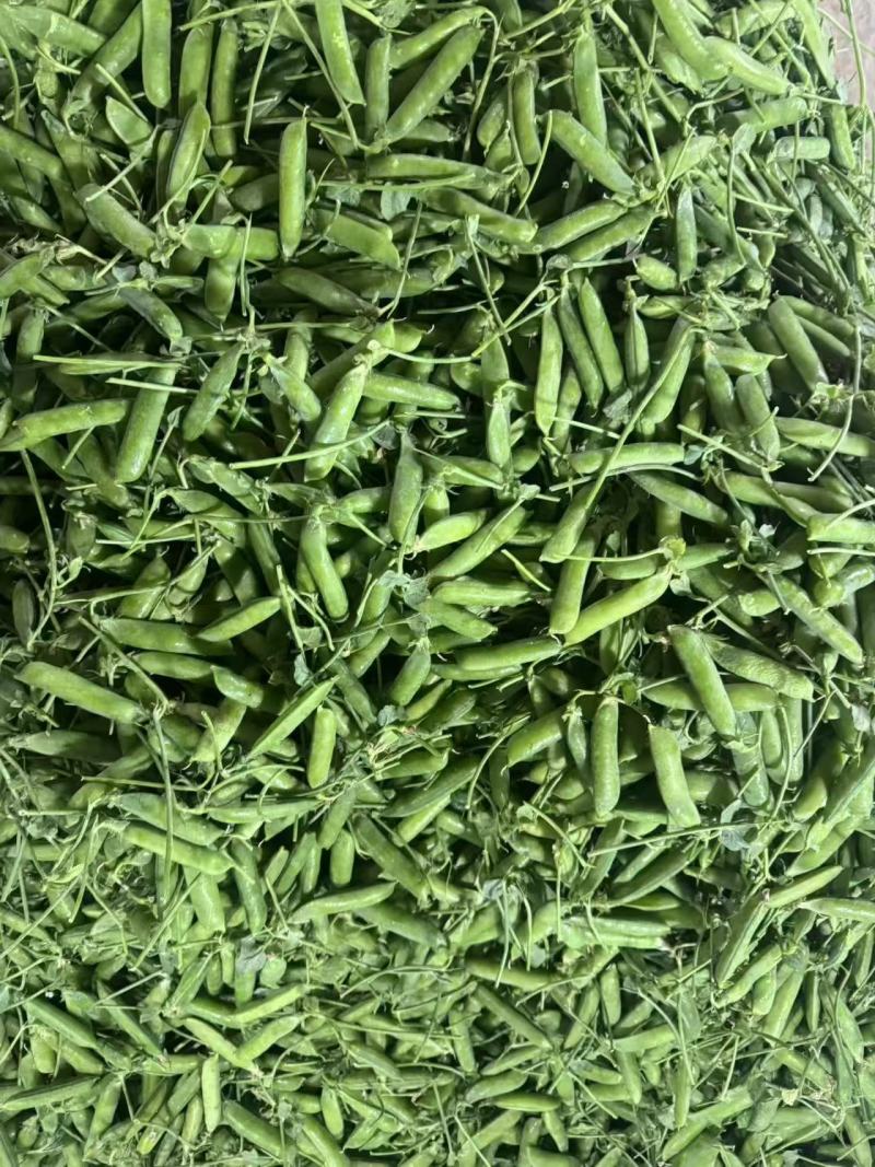 云南一手货源豌豆对接全国市场量大从优欢迎询价热卖全国