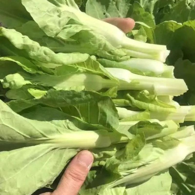 精品白菜苔，湖南白菜苔芽白苔电商，商超食堂白菜苔