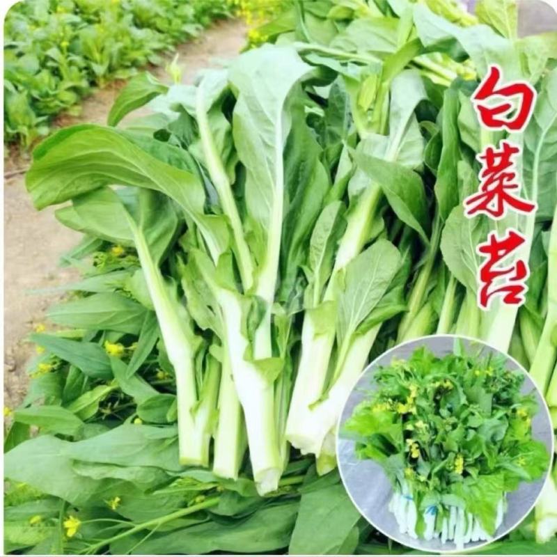 精品白菜苔，湖南白菜苔芽白苔电商，商超食堂白菜苔