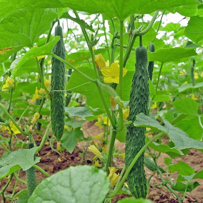 广东湛江黄瓜密刺黄瓜产地直发货源充足可视频看货