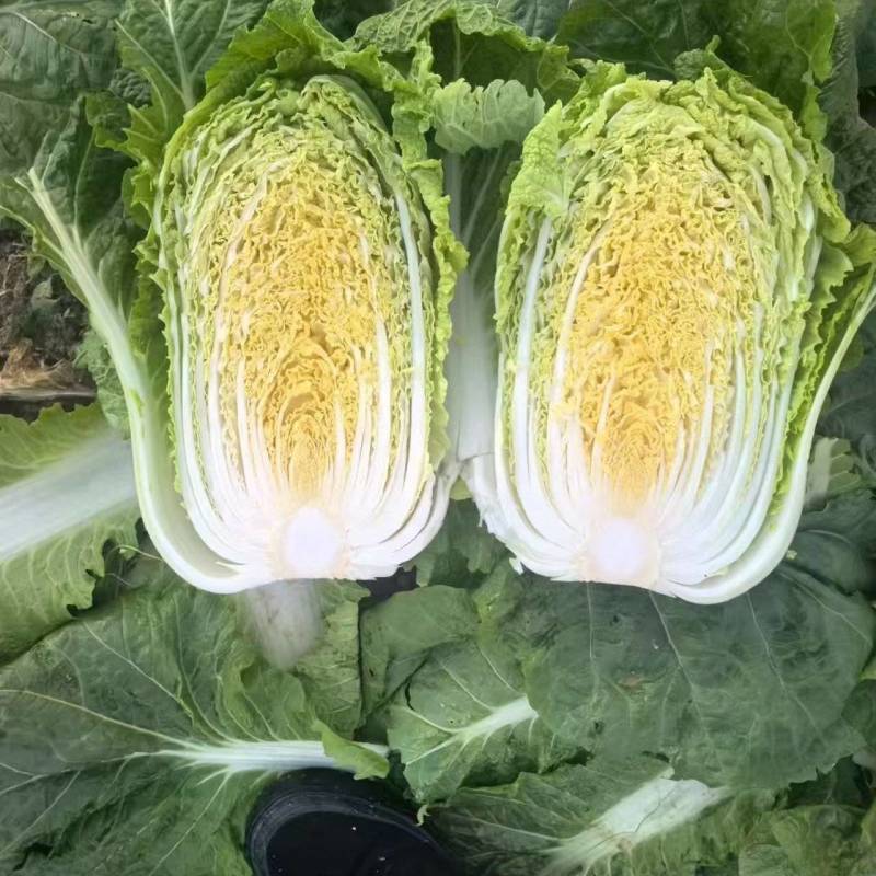 湖南黄心大白菜量大从优保质保量基地直供全国发货