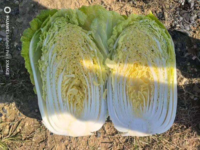 湖南黄心大白菜量大从优保质保量基地直供全国发货