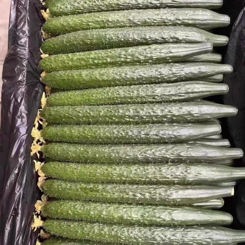广东湛江黄瓜密刺黄瓜产地直发货源充足可视频看货