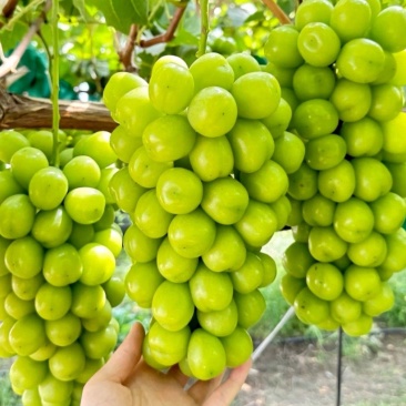 阳光玫瑰葡萄苗5bb砧木3099夏黑，贝达阳光玫瑰基地