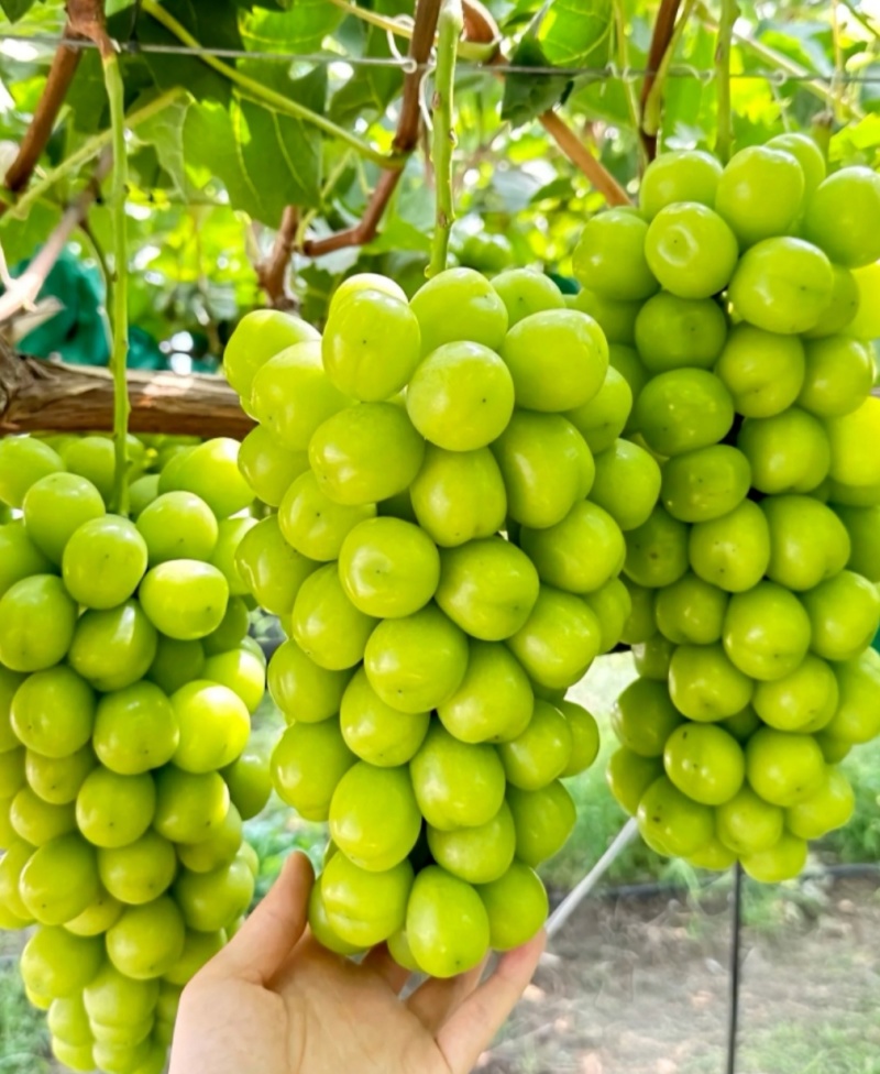阳光玫瑰葡萄苗5bb砧木3099夏黑，贝达阳光玫瑰基地