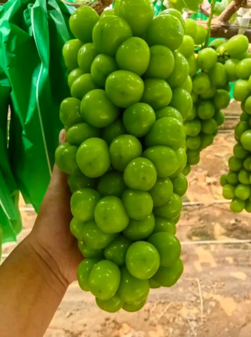 阳光玫瑰葡萄苗5bb砧木3099夏黑，贝达阳光玫瑰基地