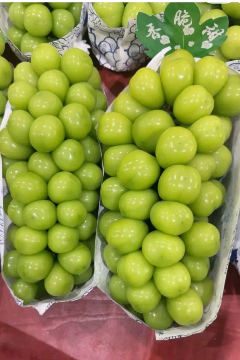 阳光玫瑰葡萄苗5bb砧木3099夏黑，贝达阳光玫瑰基地