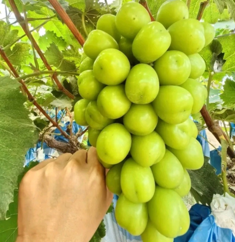 阳光玫瑰葡萄苗5bb砧木3099夏黑，贝达阳光玫瑰基地