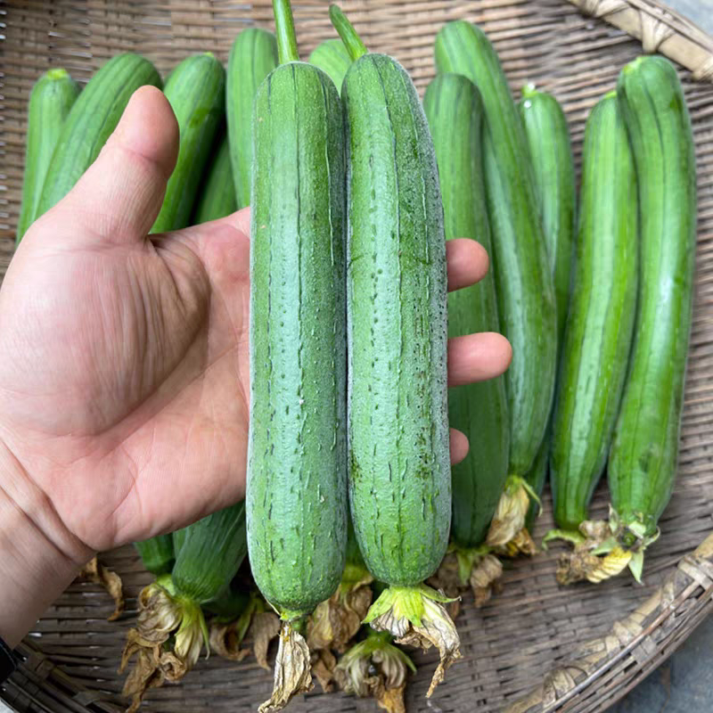广东湛江丝瓜白玉丝瓜
