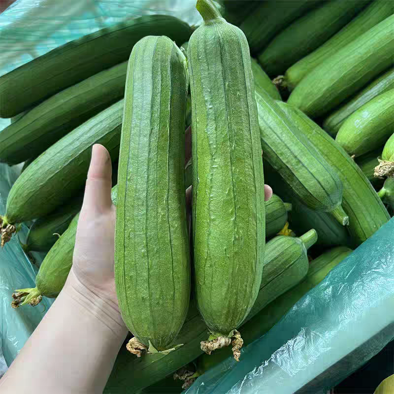 广东湛江丝瓜白玉丝瓜