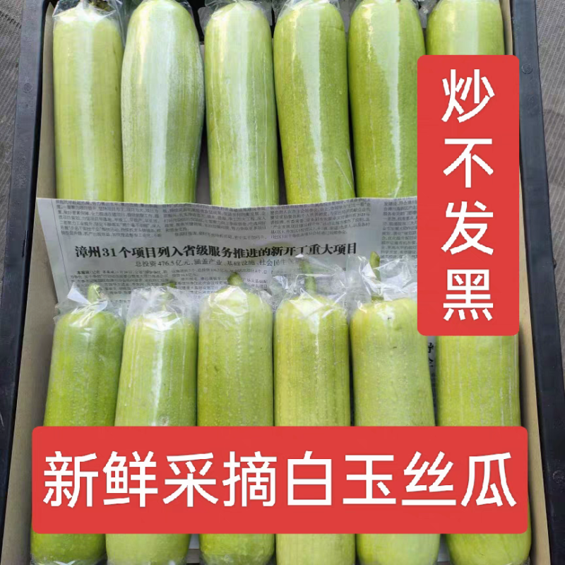 广东湛江丝瓜白玉丝瓜