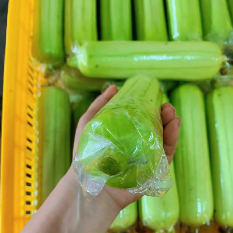 广东湛江丝瓜白玉丝瓜