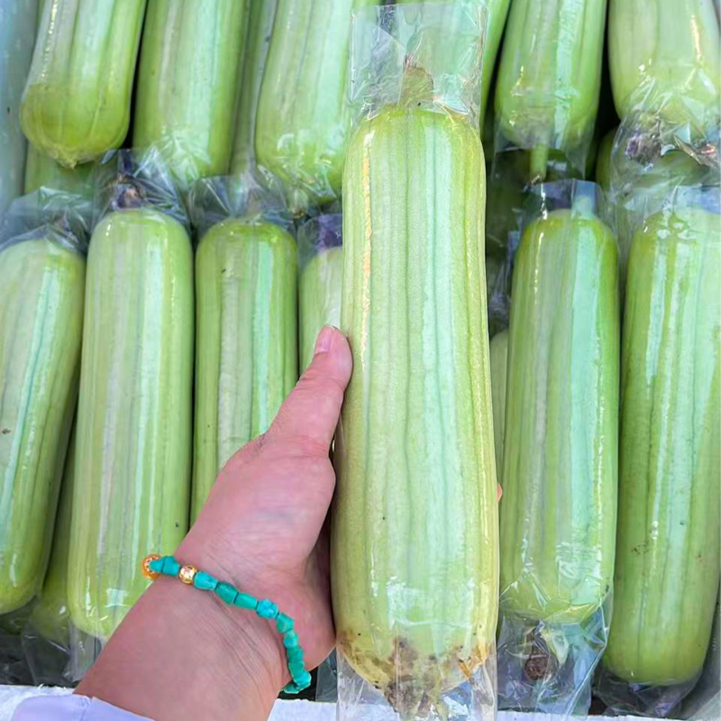 广东湛江丝瓜白玉丝瓜