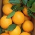 赣南脐橙橙子🍊产地直销量大从优可视频看货对接全国客商