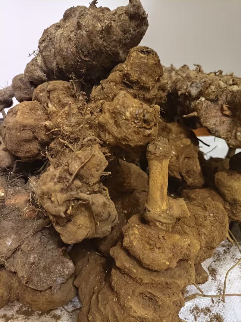云南野生土茯苓，鲜货红肉块茎基地直供量大从优