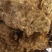 云南野生土茯苓，鲜货红肉块茎基地直供量大从优