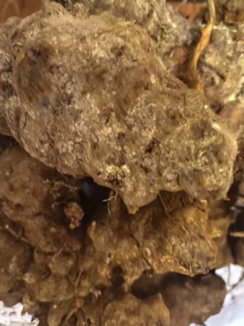 云南野生土茯苓，鲜货红肉块茎基地直供量大从优