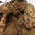 云南野生土茯苓，鲜货红肉块茎基地直供量大从优