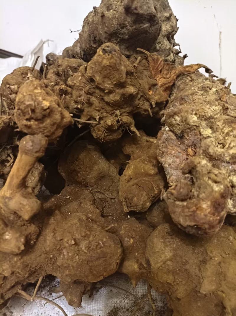 云南野生土茯苓，鲜货红肉块茎基地直供量大从优