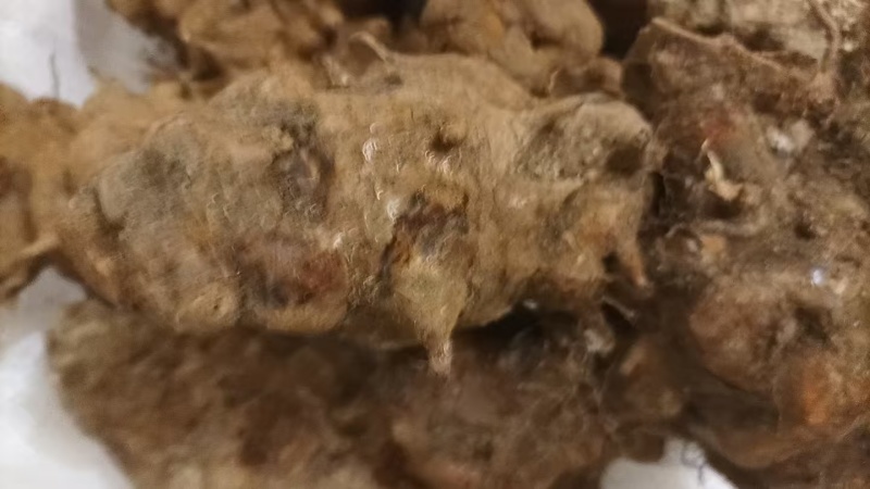 云南野生土茯苓，鲜货红肉块茎基地直供量大从优
