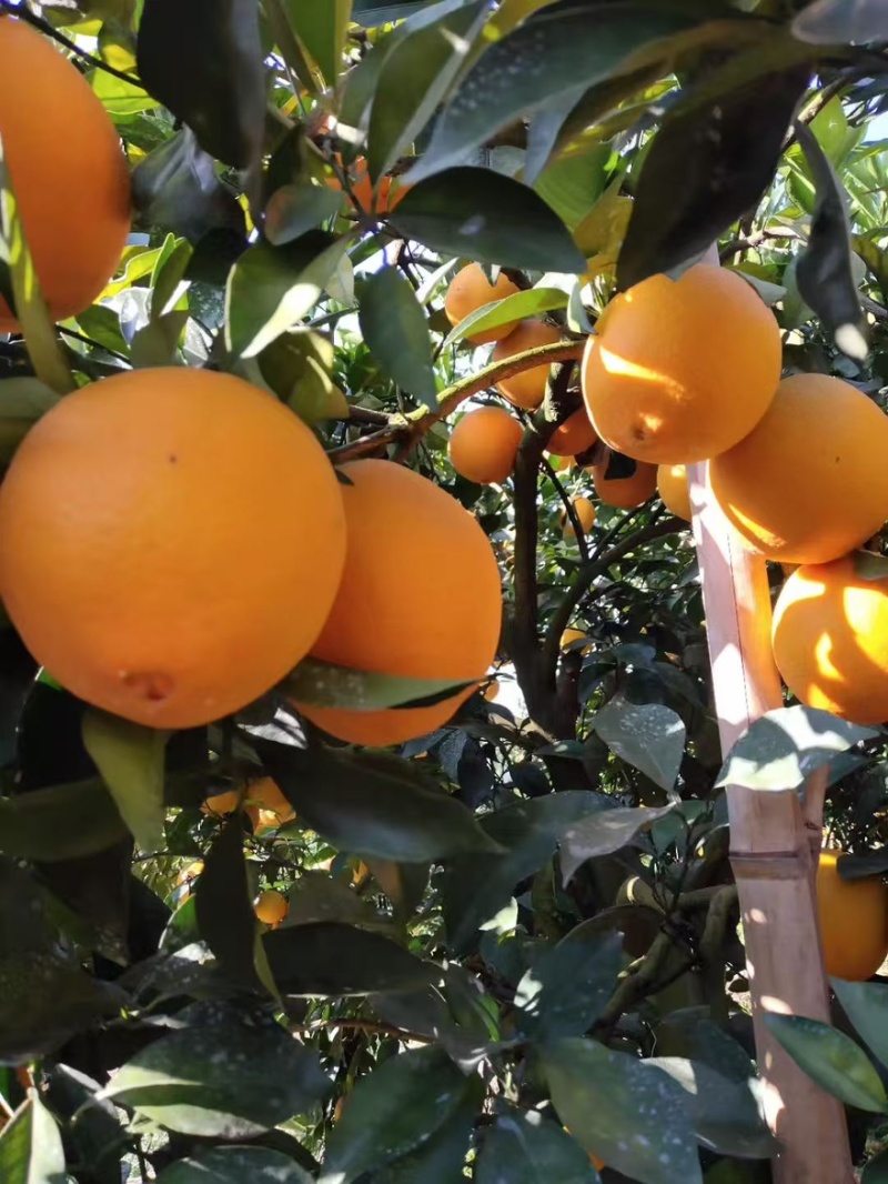赣南脐橙橙子🍊产地直销量大从优可视频看货对接全国电商