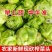 湖南精品炸菜头，腌盐菜炸菜头，商超，电商量大从优基地直发
