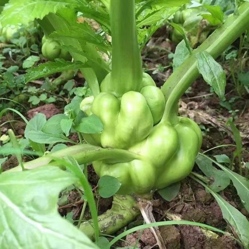 湖南精品炸菜头，腌盐菜炸菜头，商超，电商量大从优基地直发
