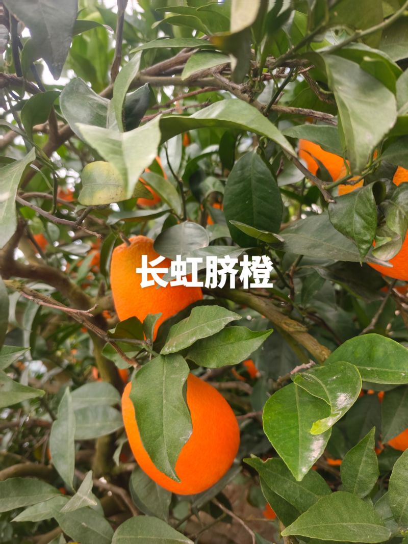 重庆奉节长虹脐橙，一手货源，大量有货，不干水，没花皮，