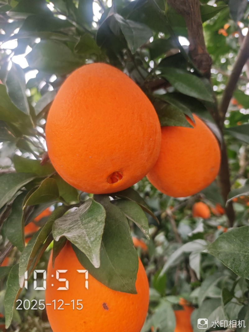 重庆奉节长虹脐橙，一手货源，大量有货，不干水，没花皮，