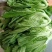 湖南精品芥菜，腌制泡菜，品质保证，质量三包整车代发