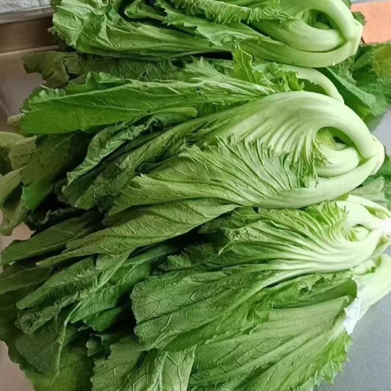 湖南精品芥菜，腌制泡菜，品质保证，质量三包整车代发