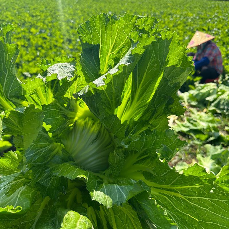 湖南精品芥菜，腌制泡菜，品质保证，质量三包整车代发