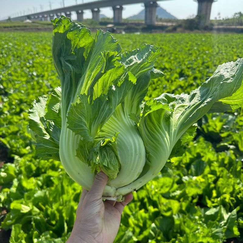 湖南精品芥菜，腌制泡菜，品质保证，质量三包整车代发