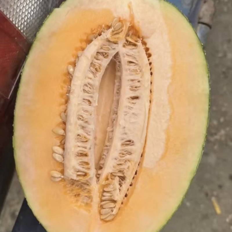 海南哈密瓜