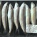 单冻多春鱼，盒装多春鱼全母体订制
