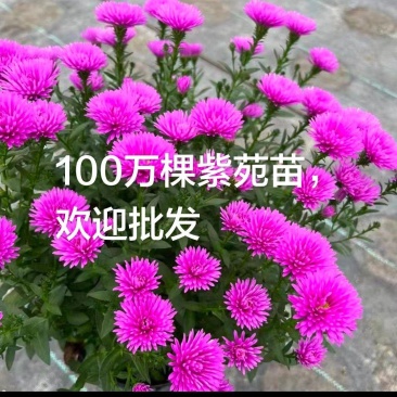 紫苑荷兰菊