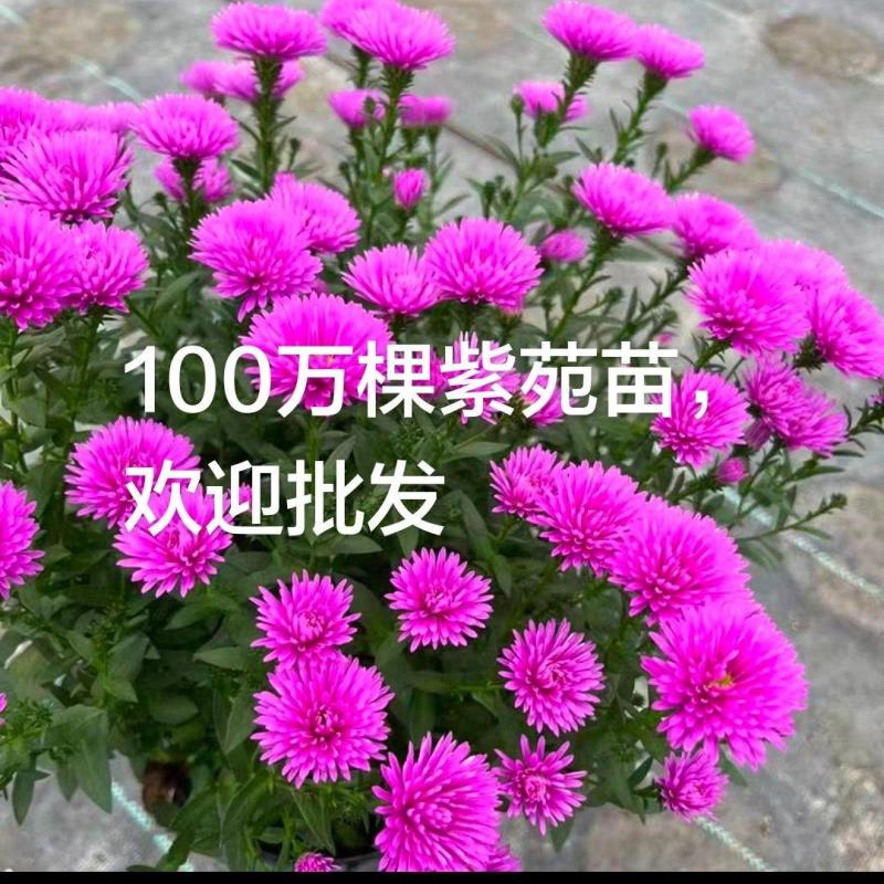紫苑荷兰菊