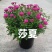 紫苑荷兰菊