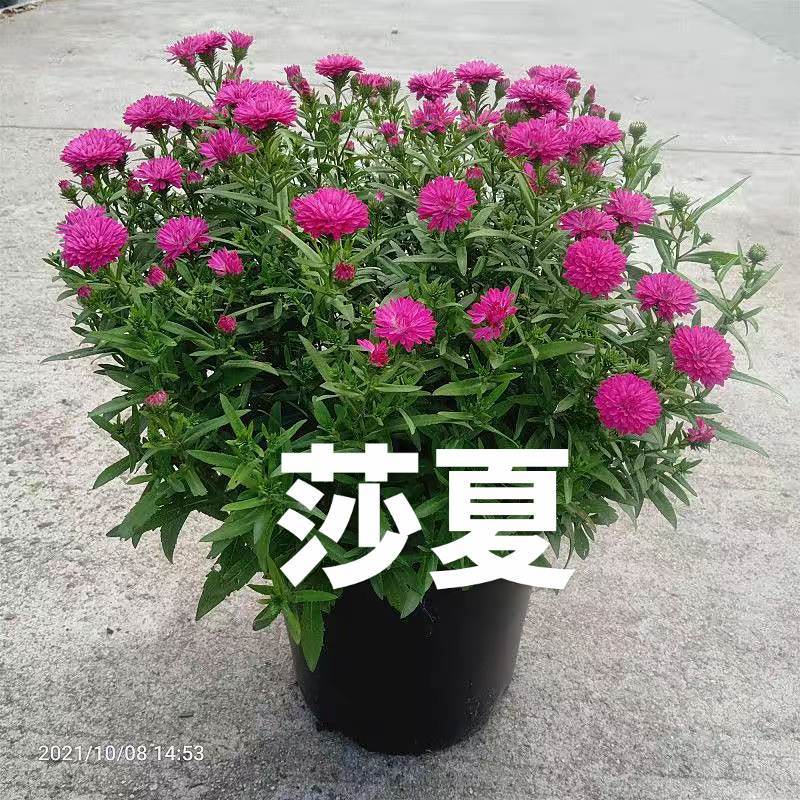 紫苑荷兰菊