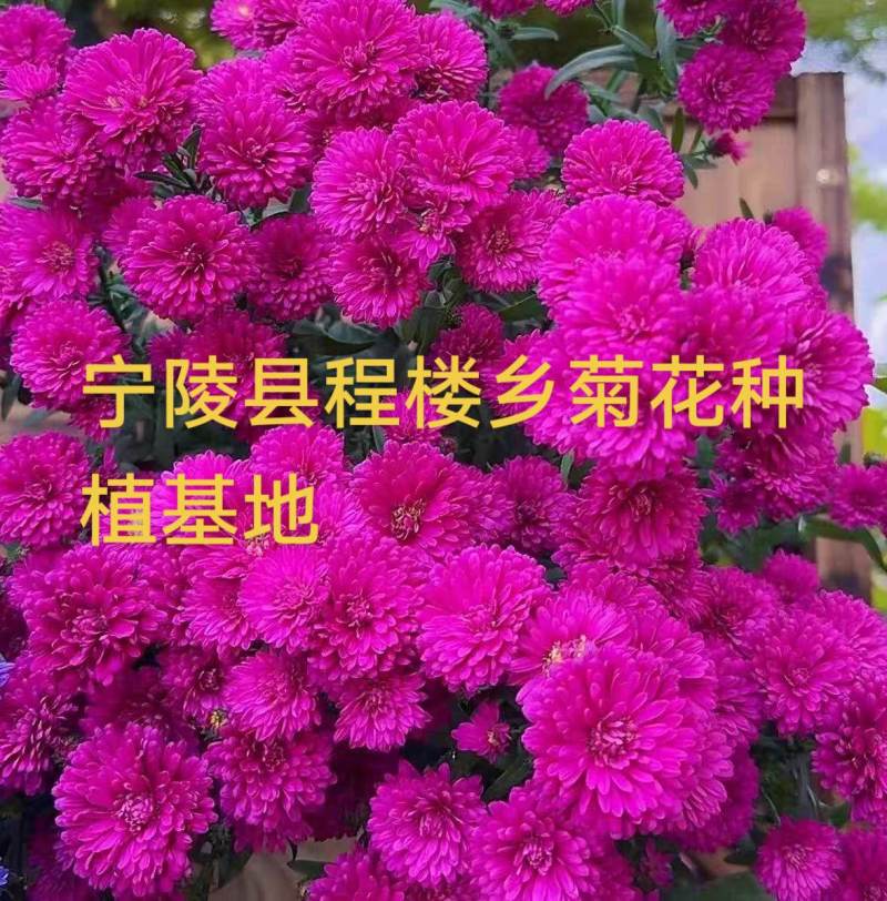 紫苑荷兰菊