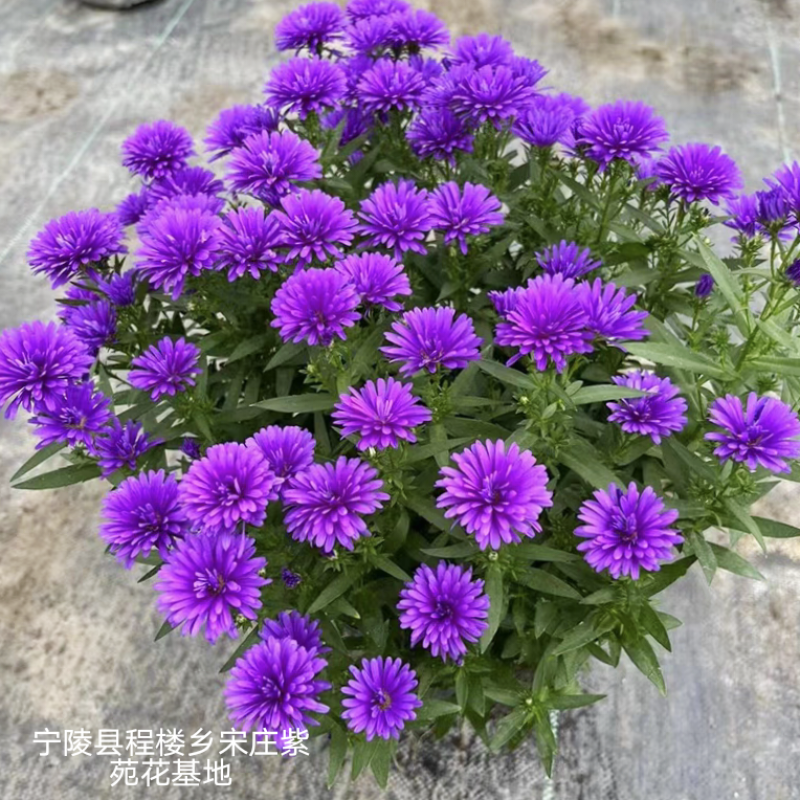 紫苑荷兰菊