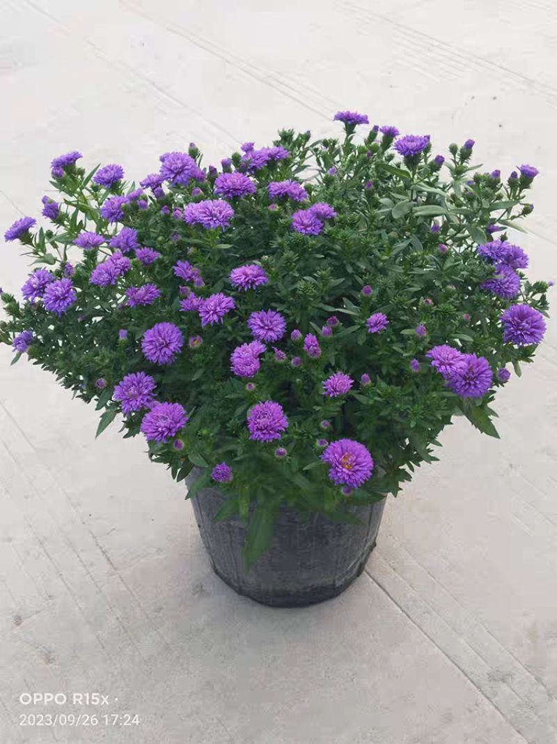 紫苑荷兰菊